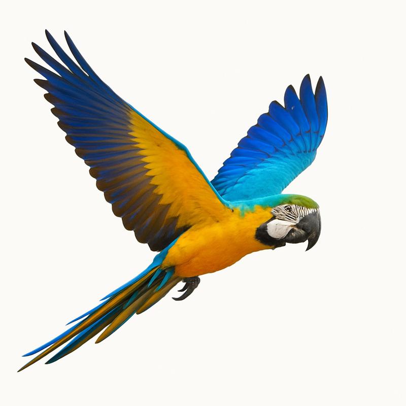 Blue and Yellow Macaw - Image 2