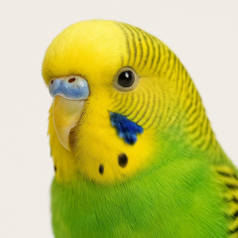 Parakeet Pair - Image 4