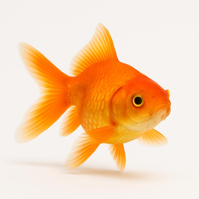 Goldfish